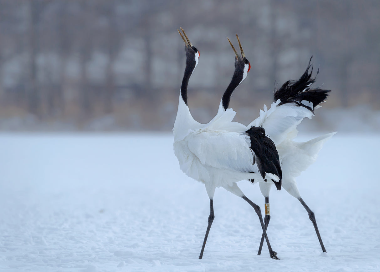 Red -crowned Crane singing together Poster och Canvastavla