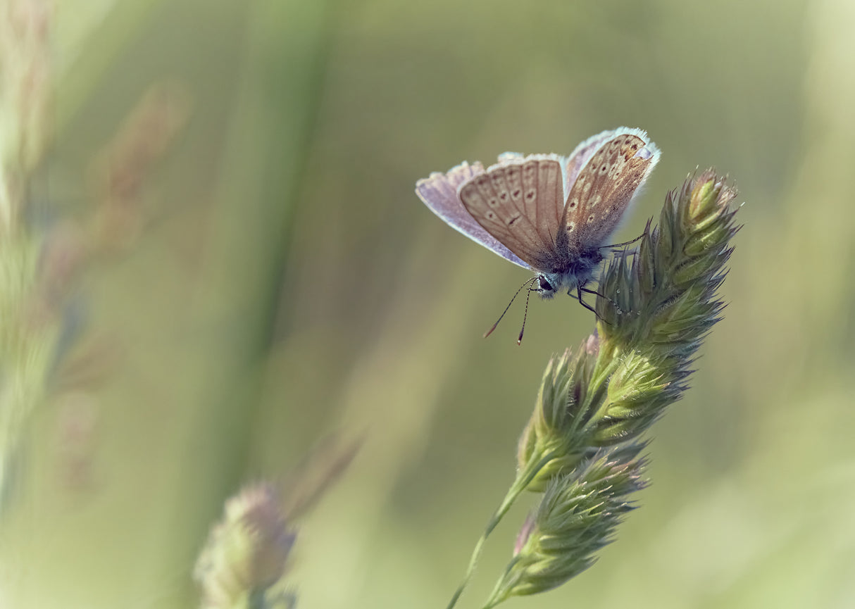 Blue in wild meadow Poster och Canvastavla