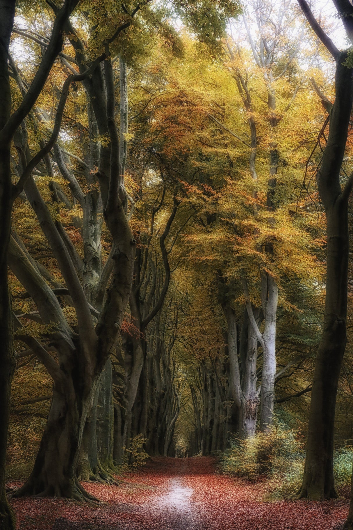 autumnsphere Poster och Canvastavla