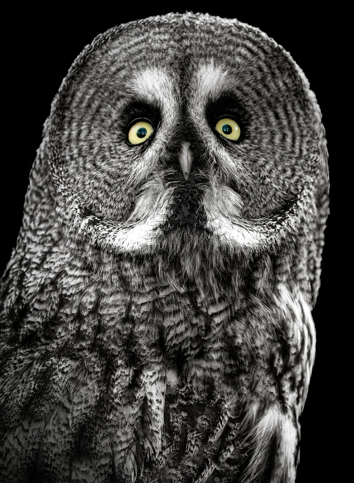 Owl Poster och Canvastavla