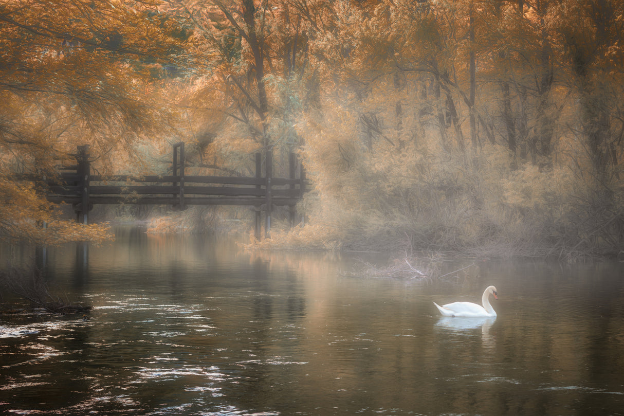 Foggy idyll Poster och Canvastavla