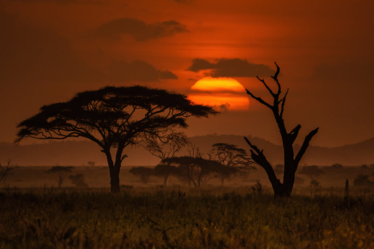 Sunset in Serengeti Poster och Canvastavla