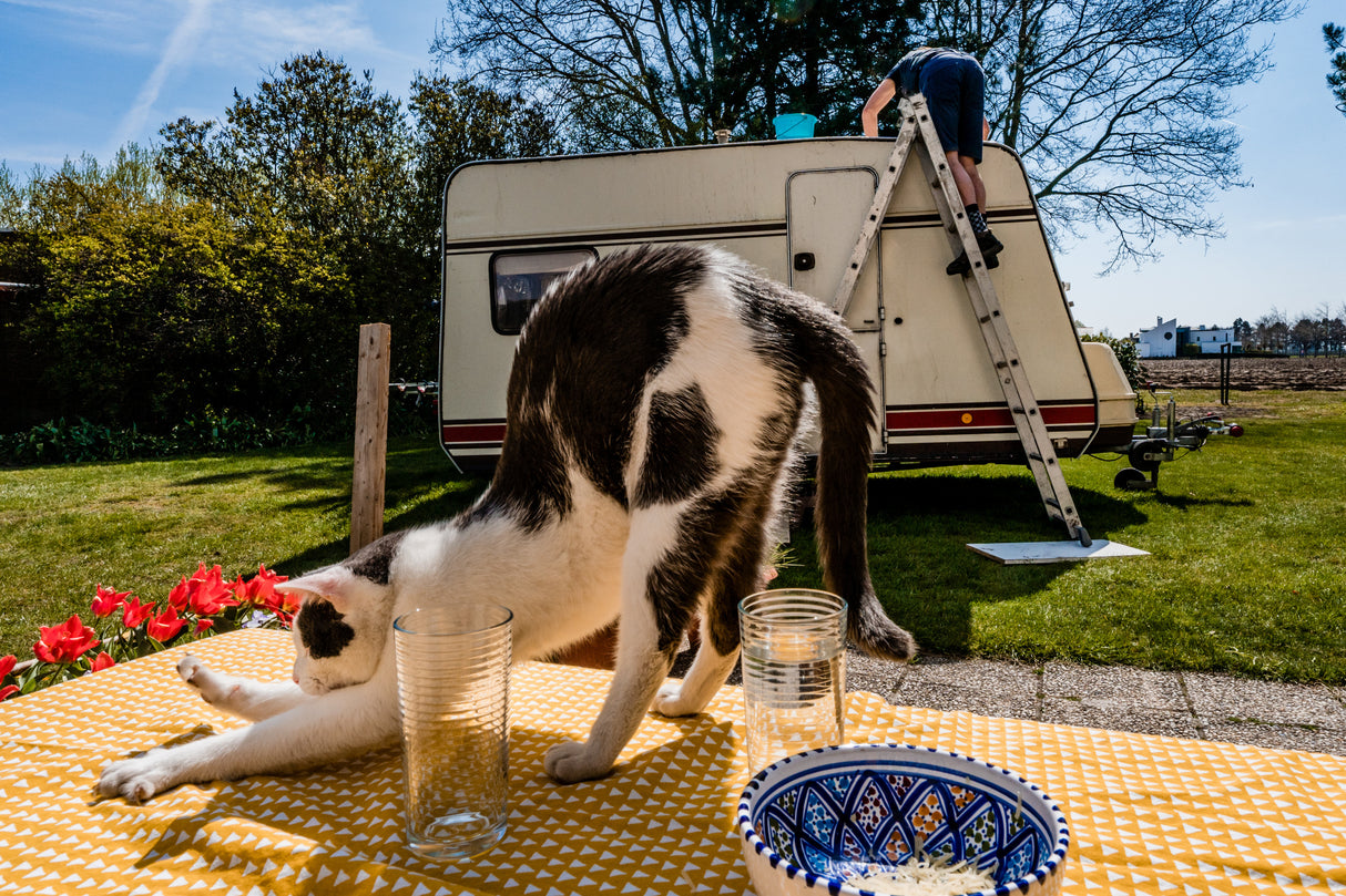 Simular poses... Poster och Canvastavla