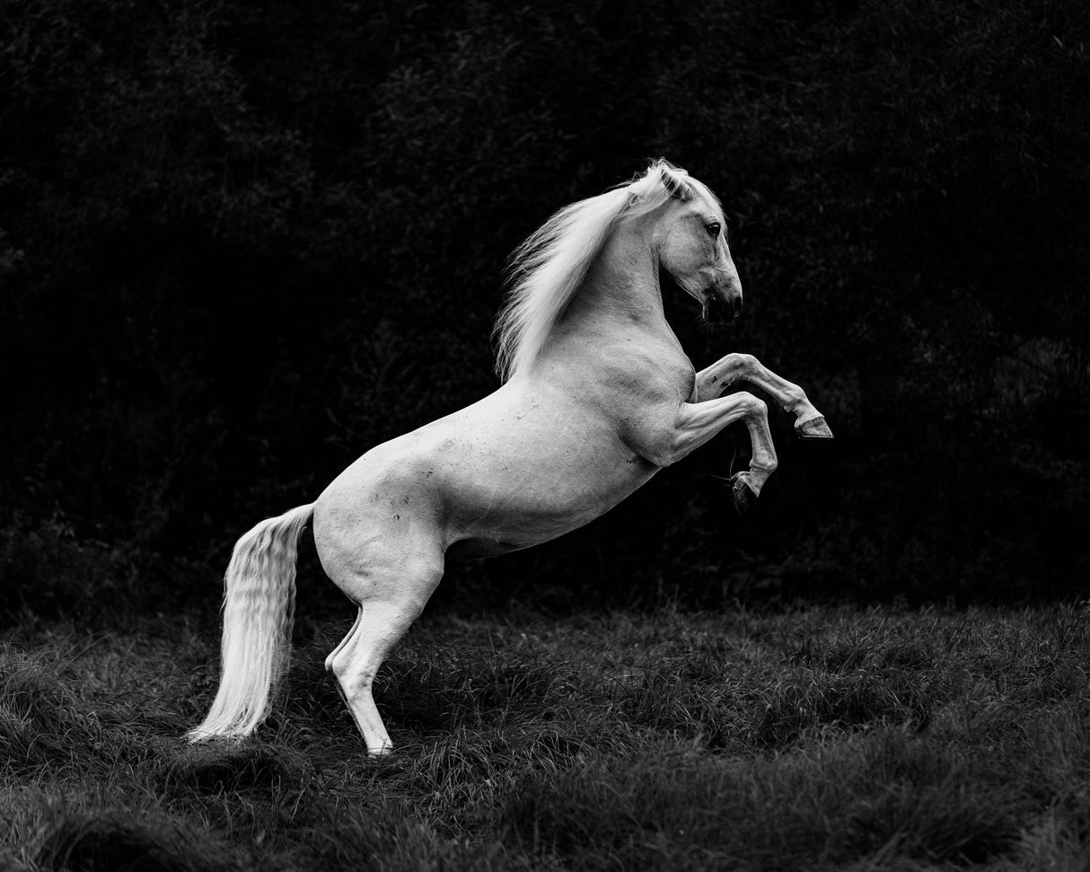 a short story of a blade of grass in a hoof Poster och Canvastavla