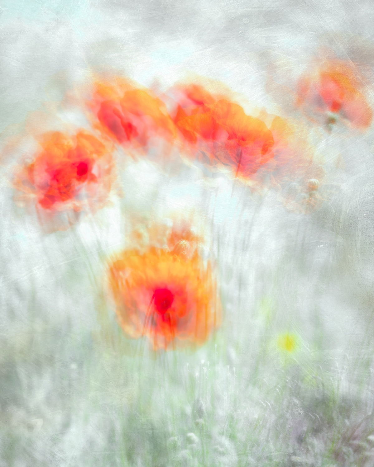 Red Corn Flowers Poster och Canvastavla