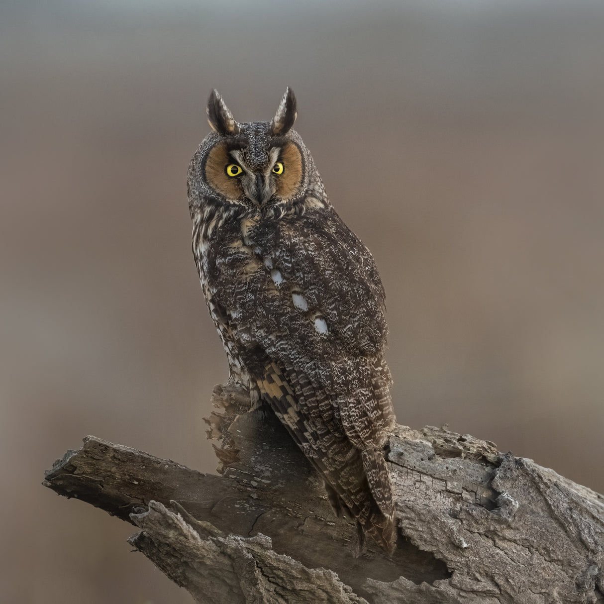 Long-eared owl Poster och Canvastavla