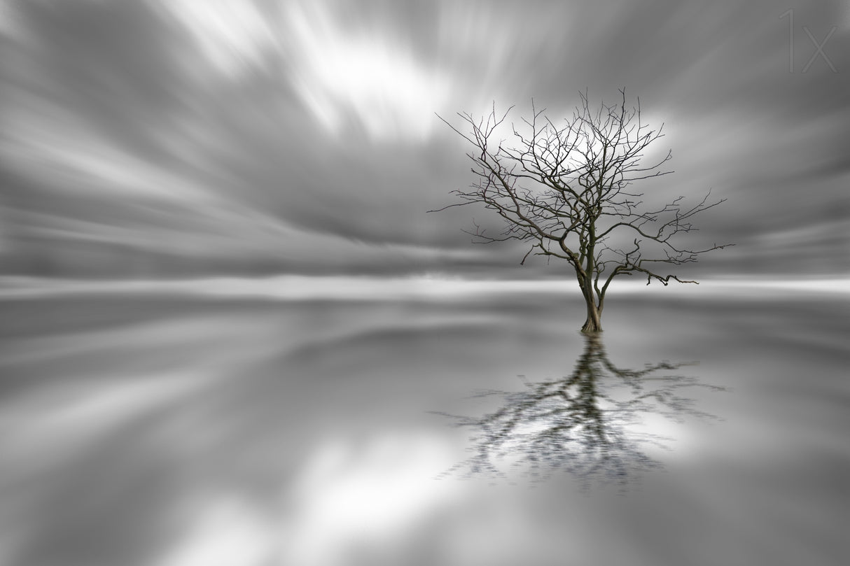 Ghost Tree Poster och Canvastavla