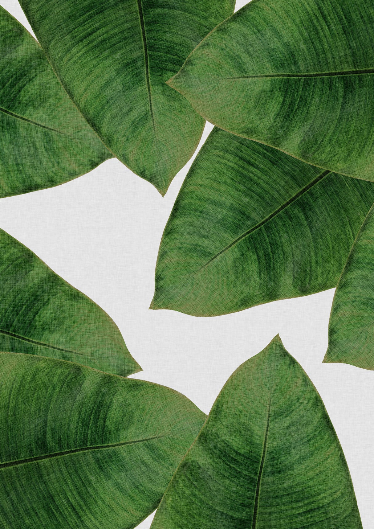 Banana Leaf II Poster och Canvastavla