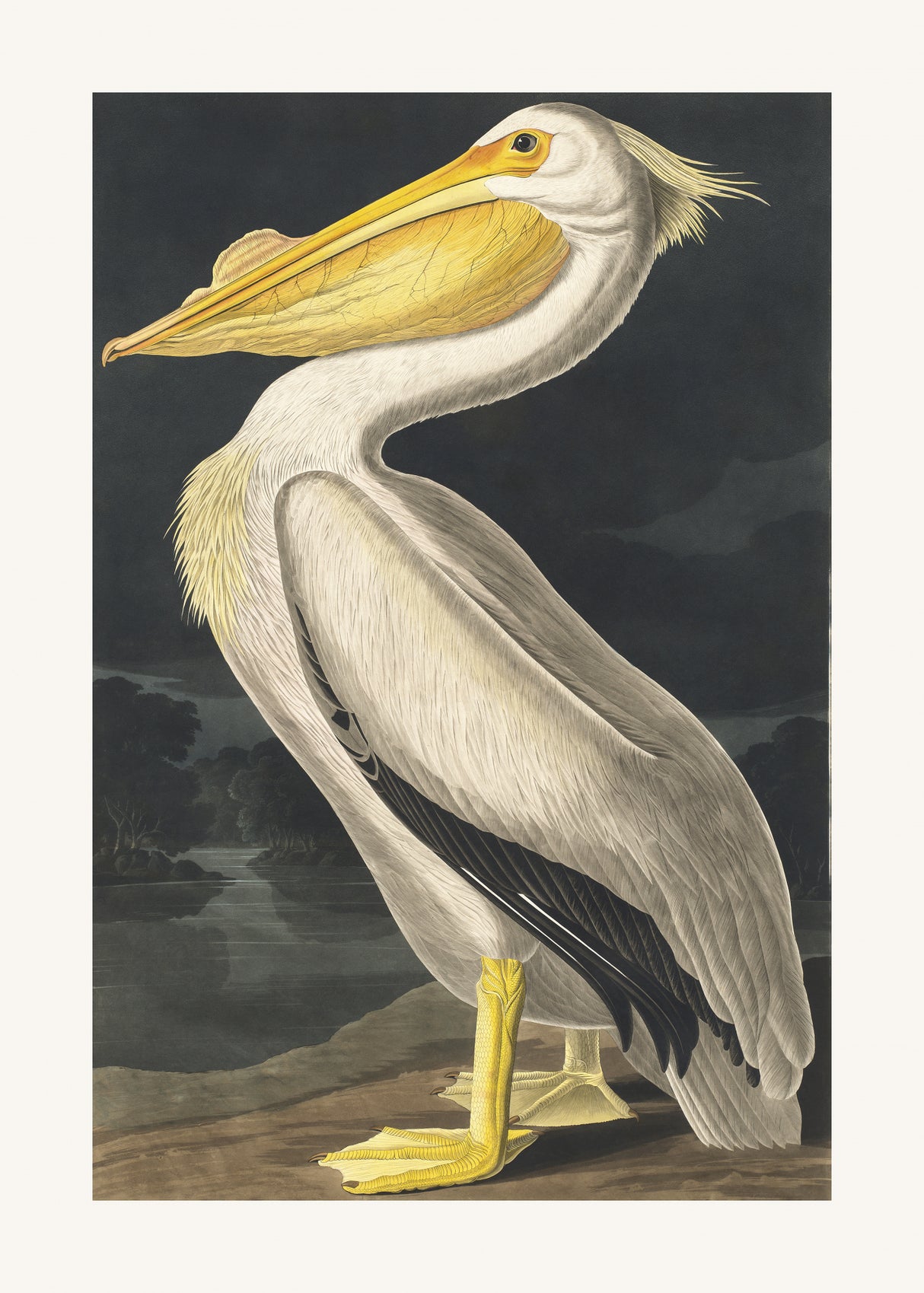 American White Pelican From Birds of America (1827) Poster och Canvastavla