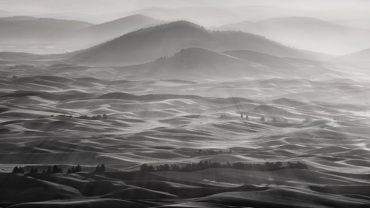 Palouse Field Poster och Canvastavla
