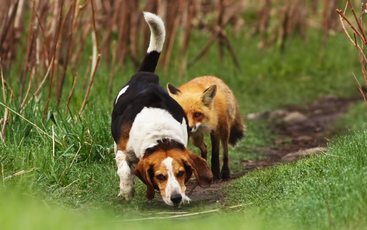 World\\\'s worst hunting dog Poster och Canvastavla