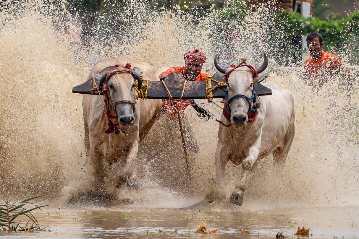Moichara cattle race fastival Poster och Canvastavla