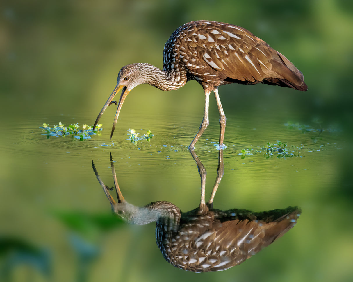 Limpkin Poster och Canvastavla