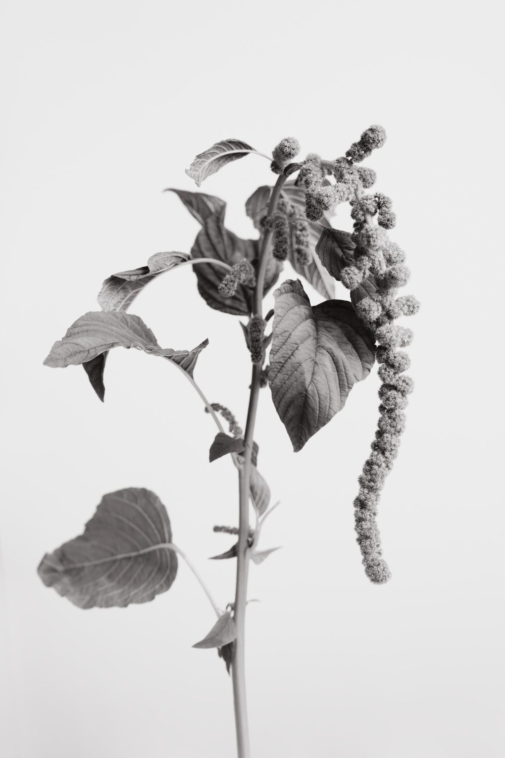 Grey Plant Poster och Canvastavla