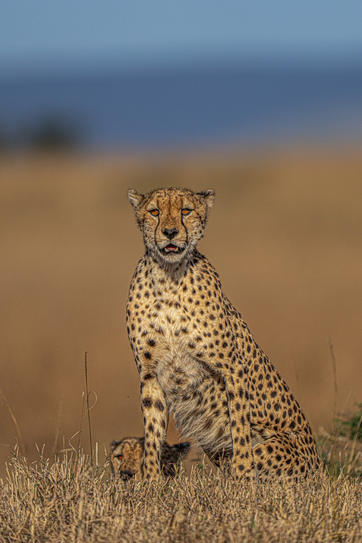 Cheetah Poster och Canvastavla