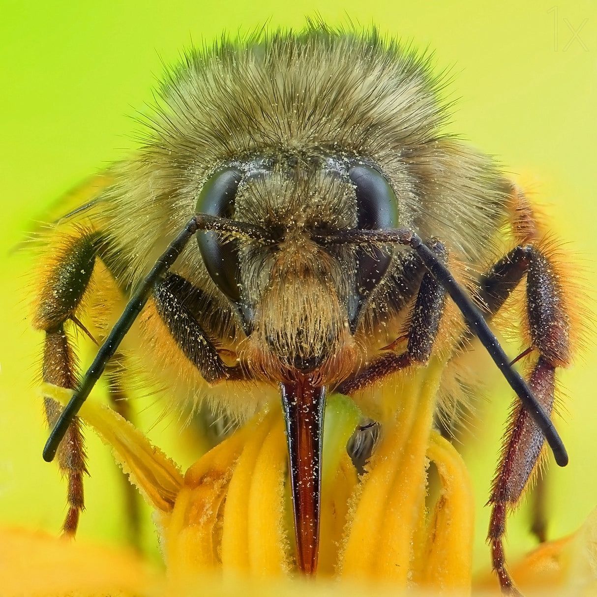 the bee portrait Poster och Canvastavla