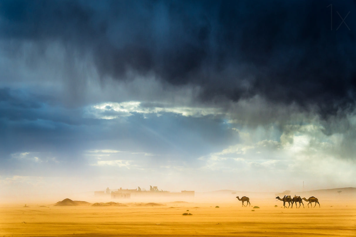 Storm, wind, rain, sand, camels and incredible light in the desert Poster och Canvastavla