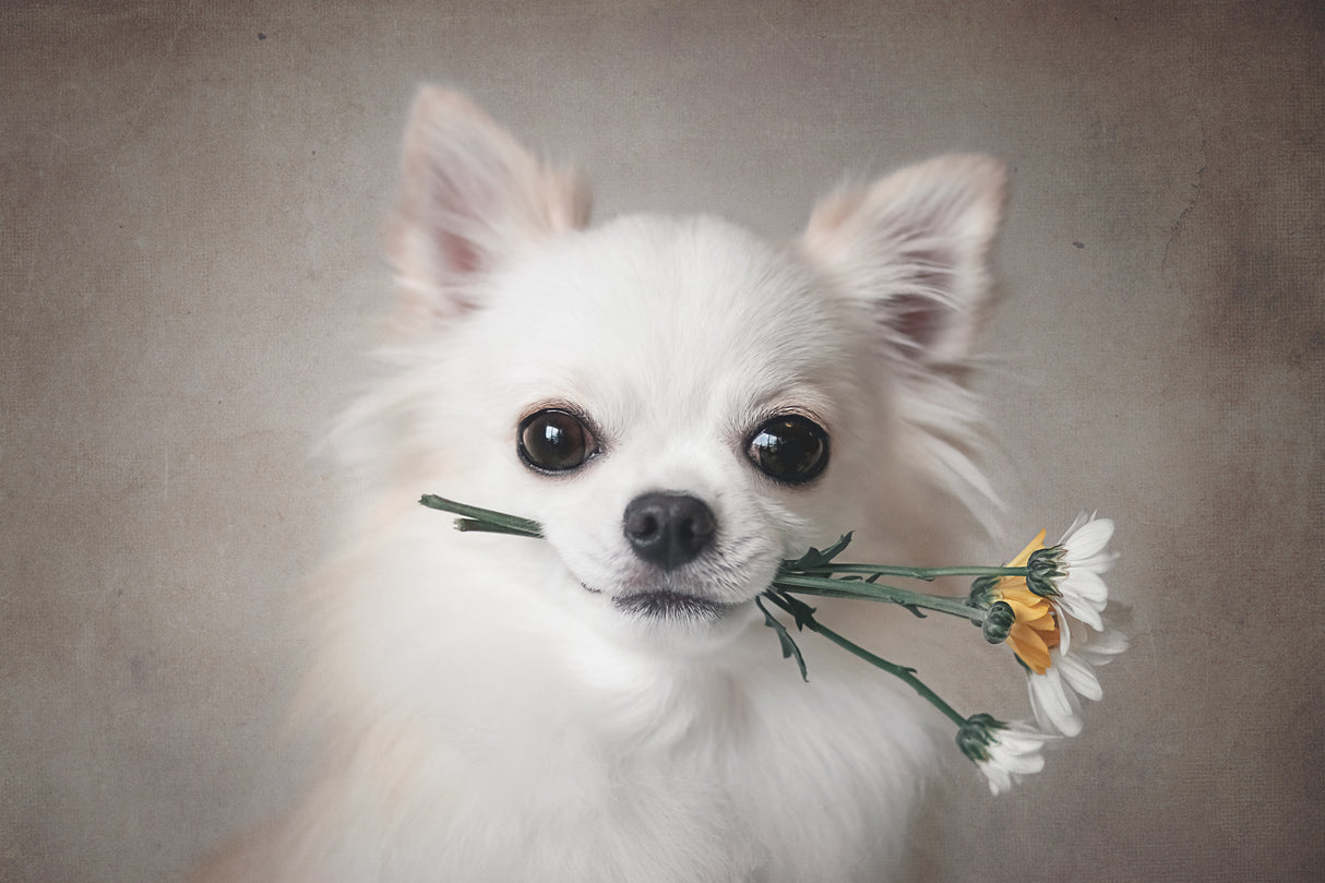 Chihuahua with flowers Poster och Canvastavla