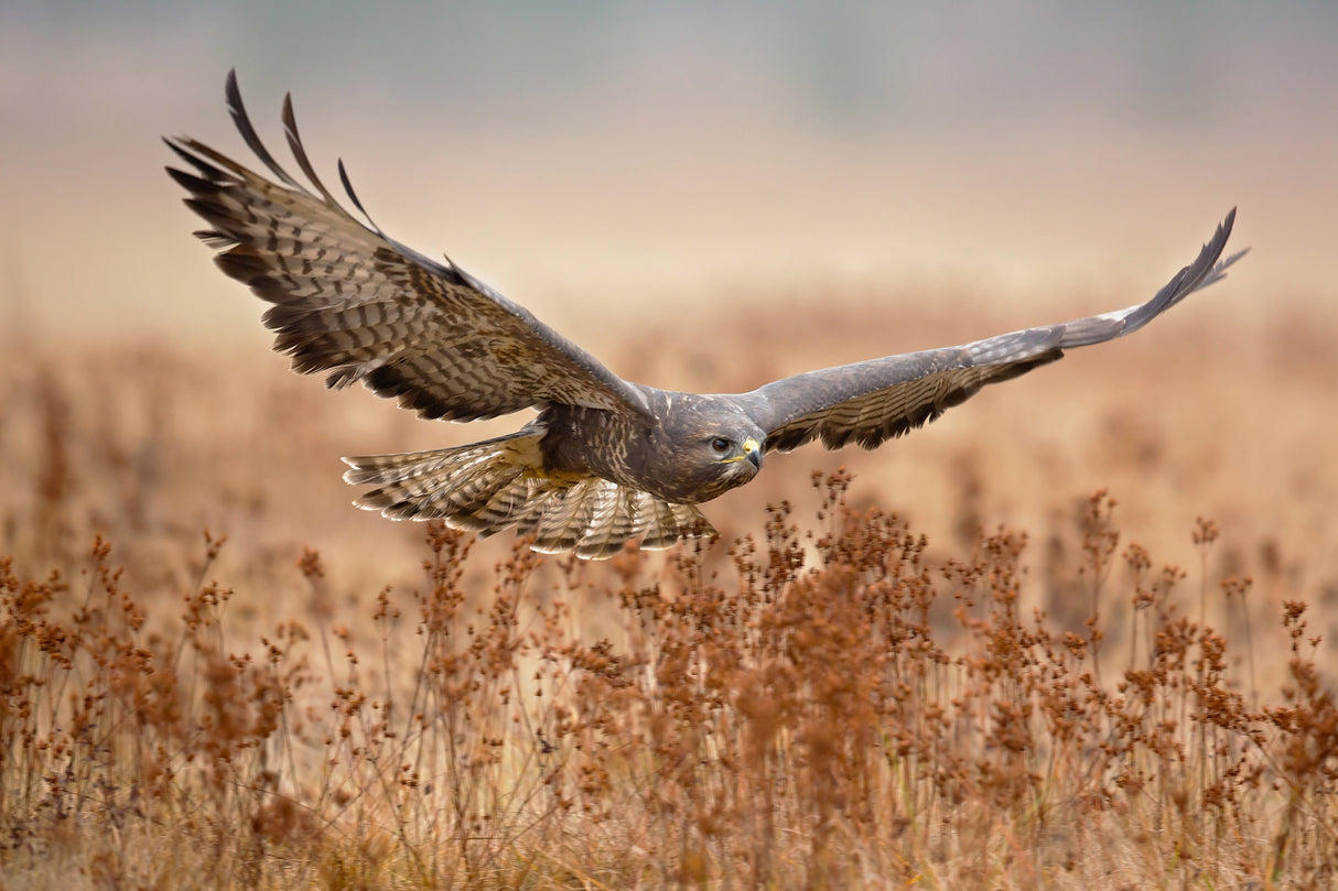 Common Buzzard Poster och Canvastavla