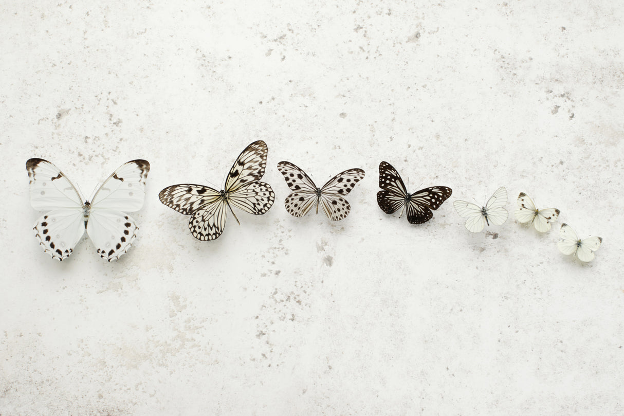 Dancing Speckled Butterflies Poster och Canvastavla