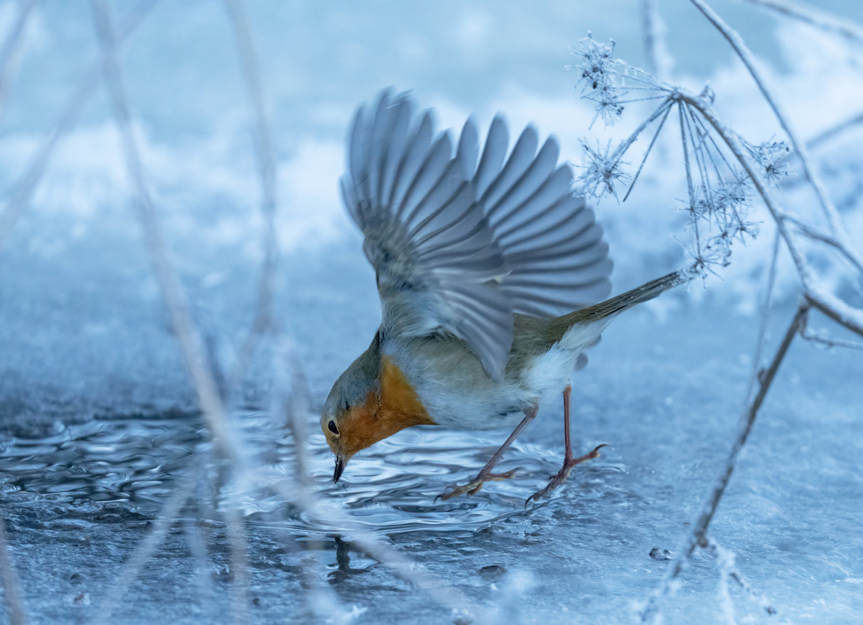 European robin (Erithacus rubecula). Poster och Canvastavla