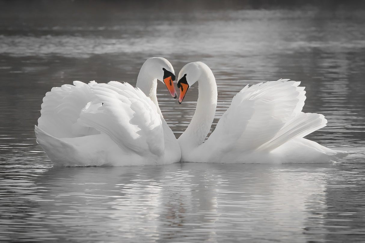 Love Poster och Canvastavla