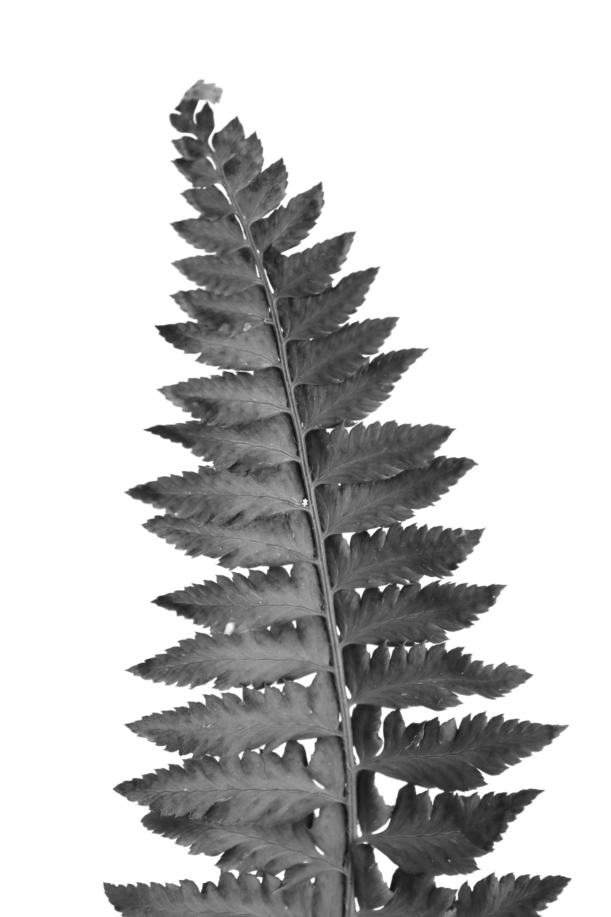 Gray fern leaf Poster och Canvastavla