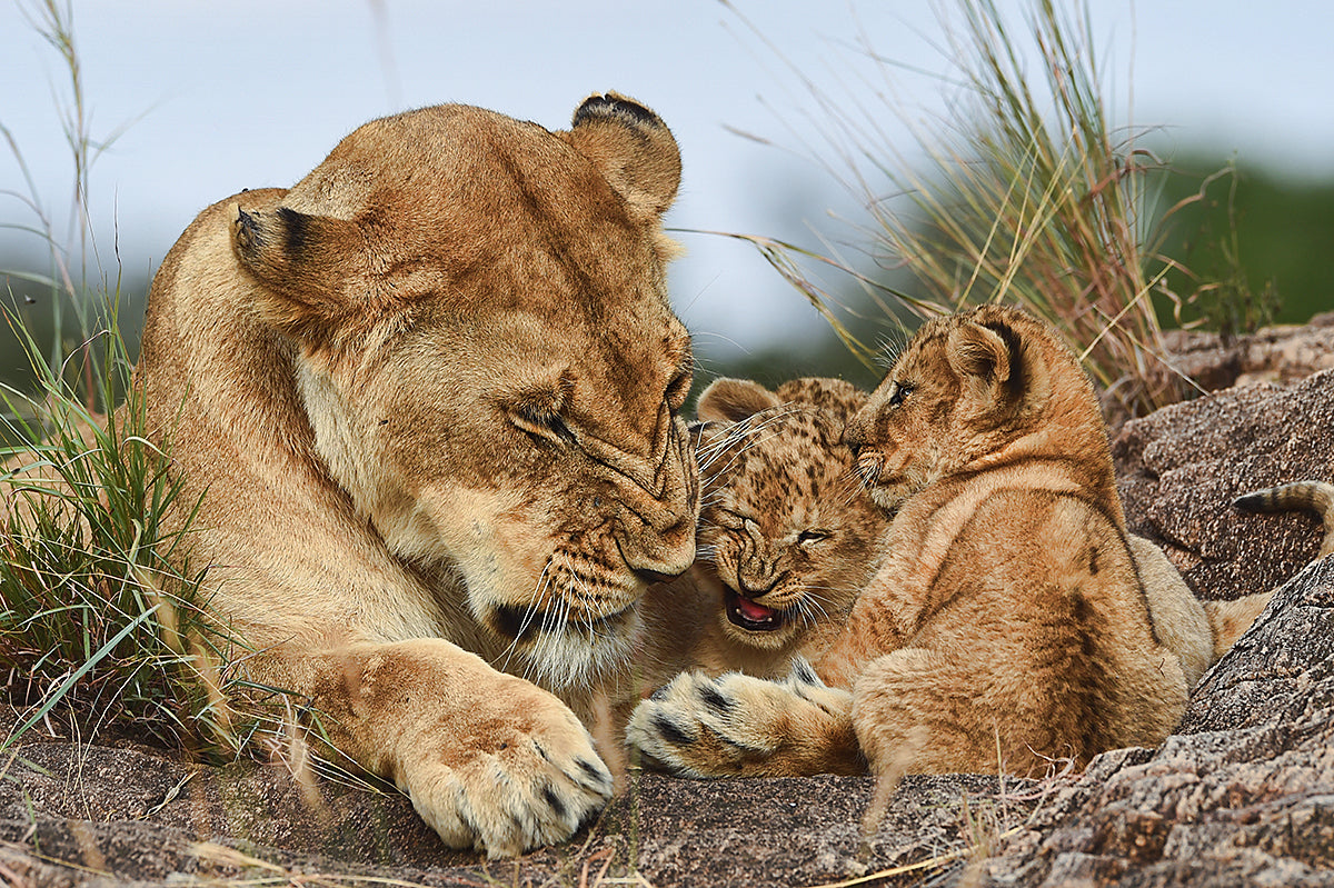 Nostalgia lioness with cubs Poster och Canvastavla
