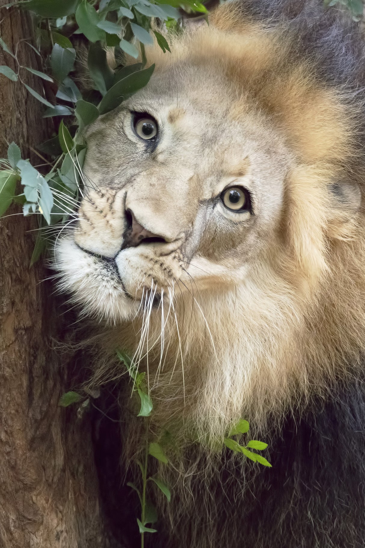 Such a Handsome Male Lion Poster och Canvastavla