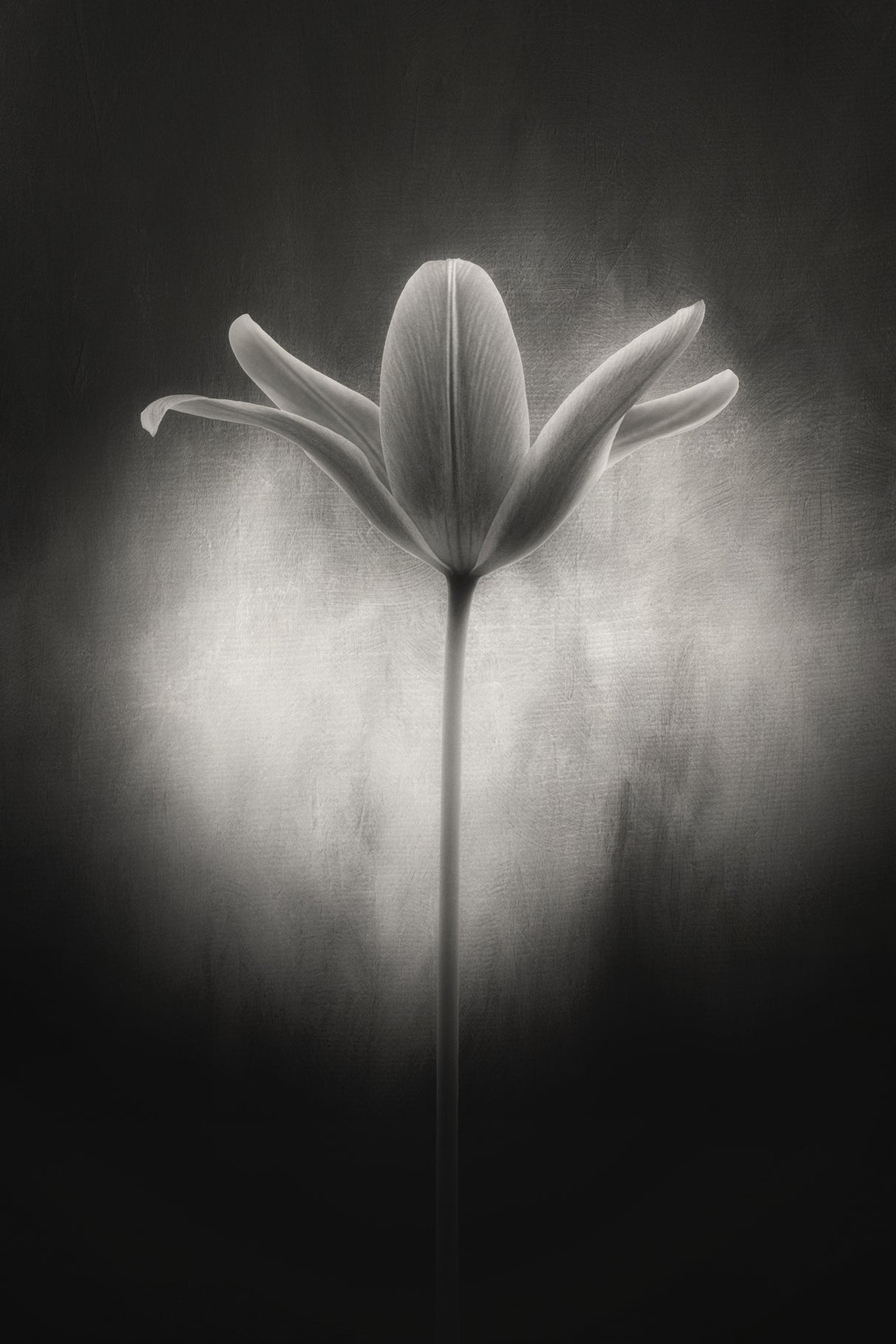 Tulip in black and white Poster och Canvastavla