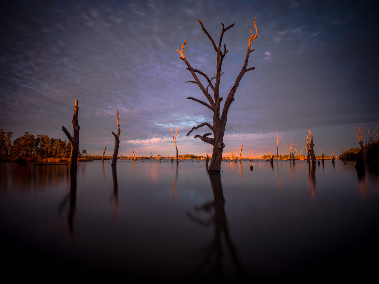 Dawn of Yarrawonga Poster och Canvastavla