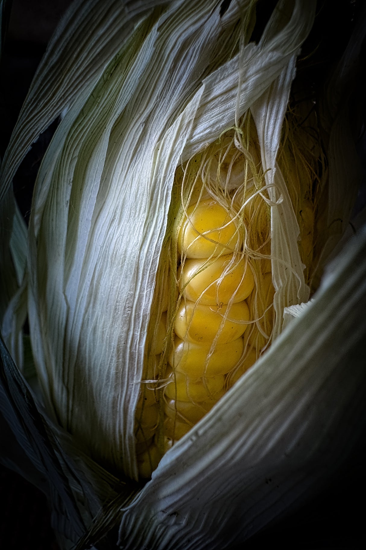 New Born Corn Poster och Canvastavla