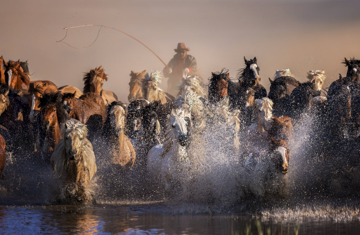 Invincible Mongolian horses Poster och Canvastavla