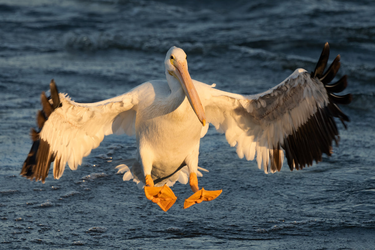Landing Gear Poster och Canvastavla