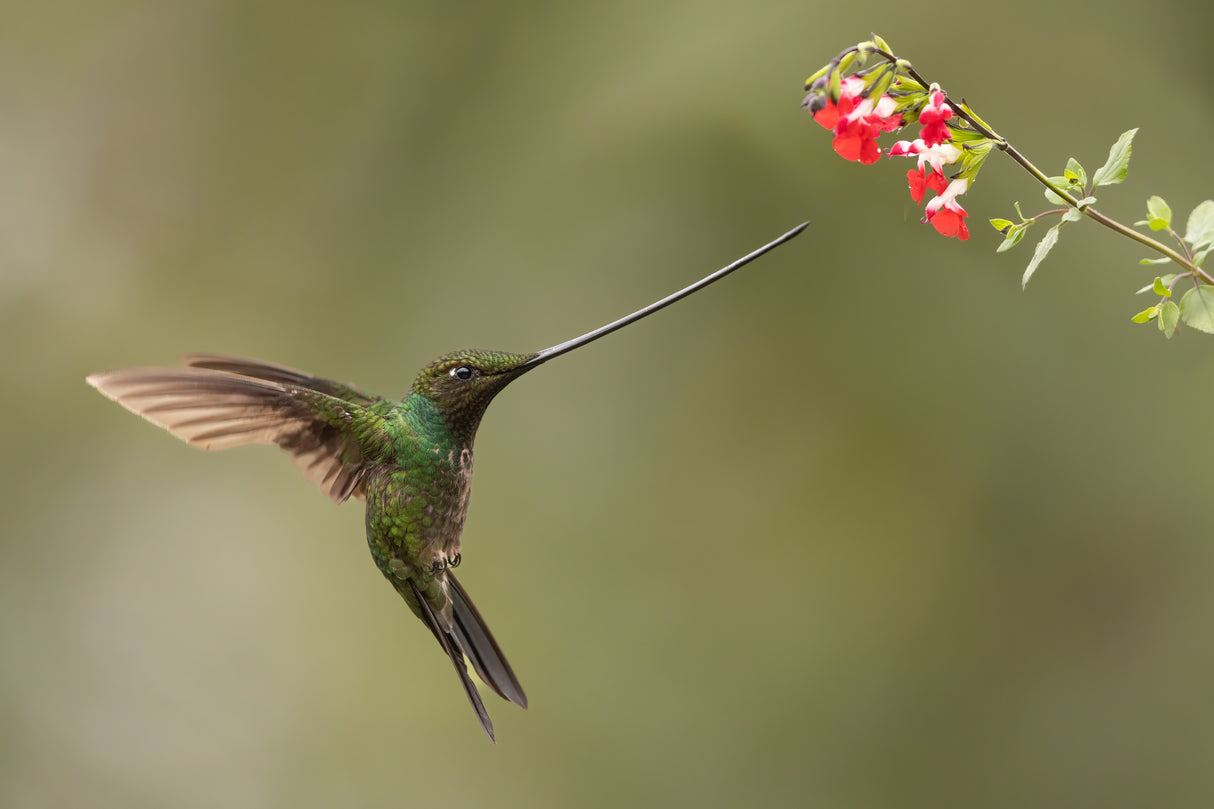 Sword-billed and flowers Poster och Canvastavla