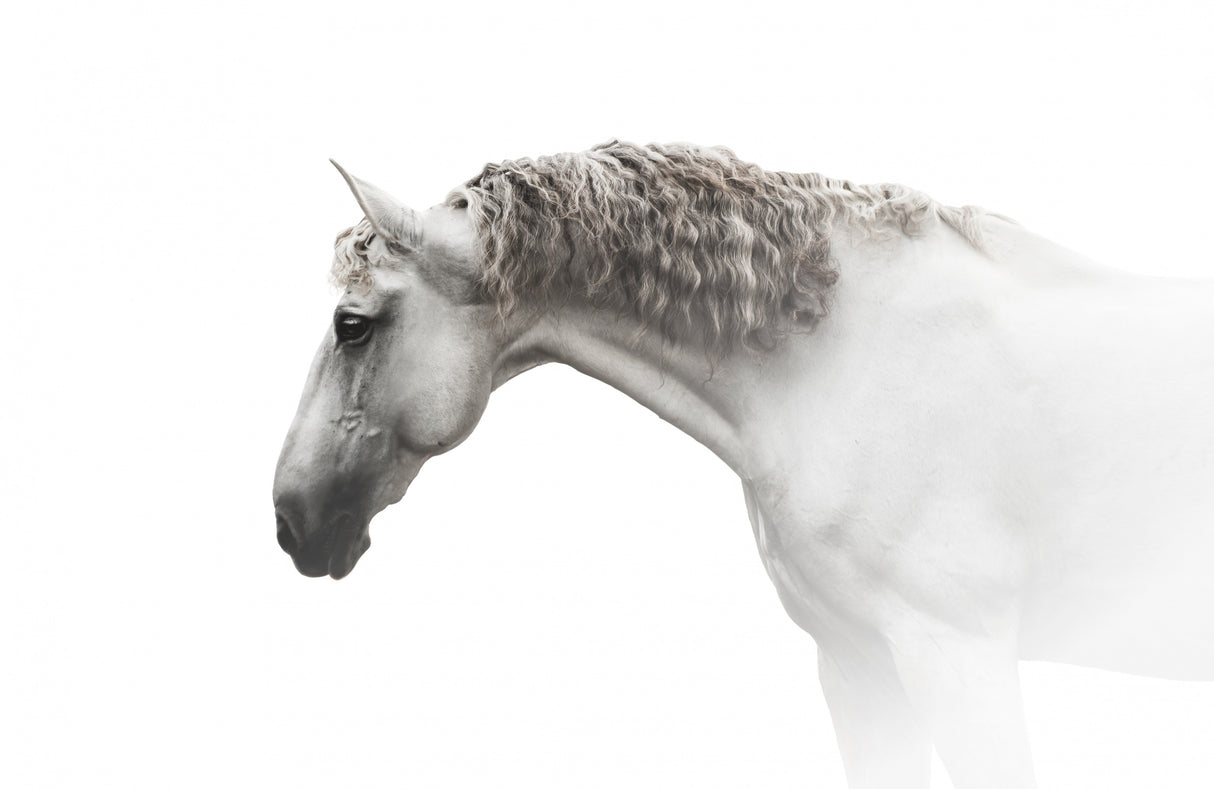 Curly hair… Poster och Canvastavla