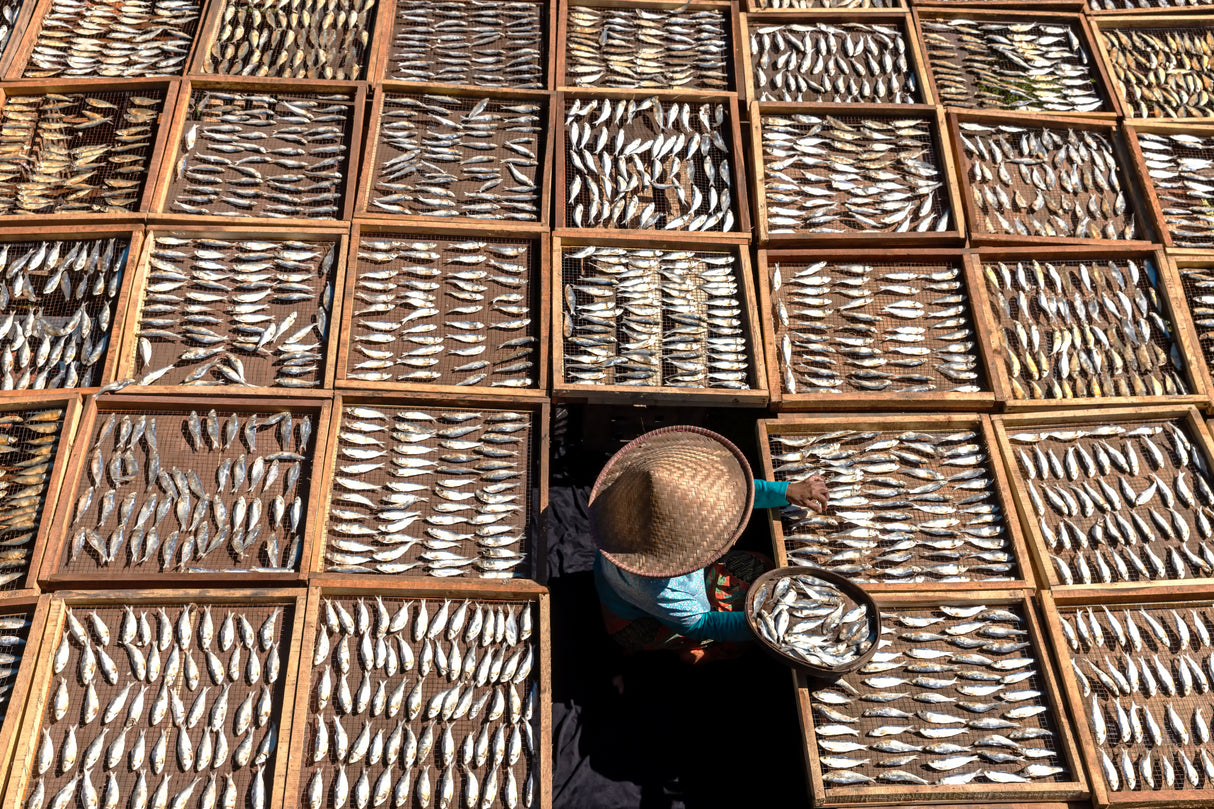 Making salted fish Poster och Canvastavla