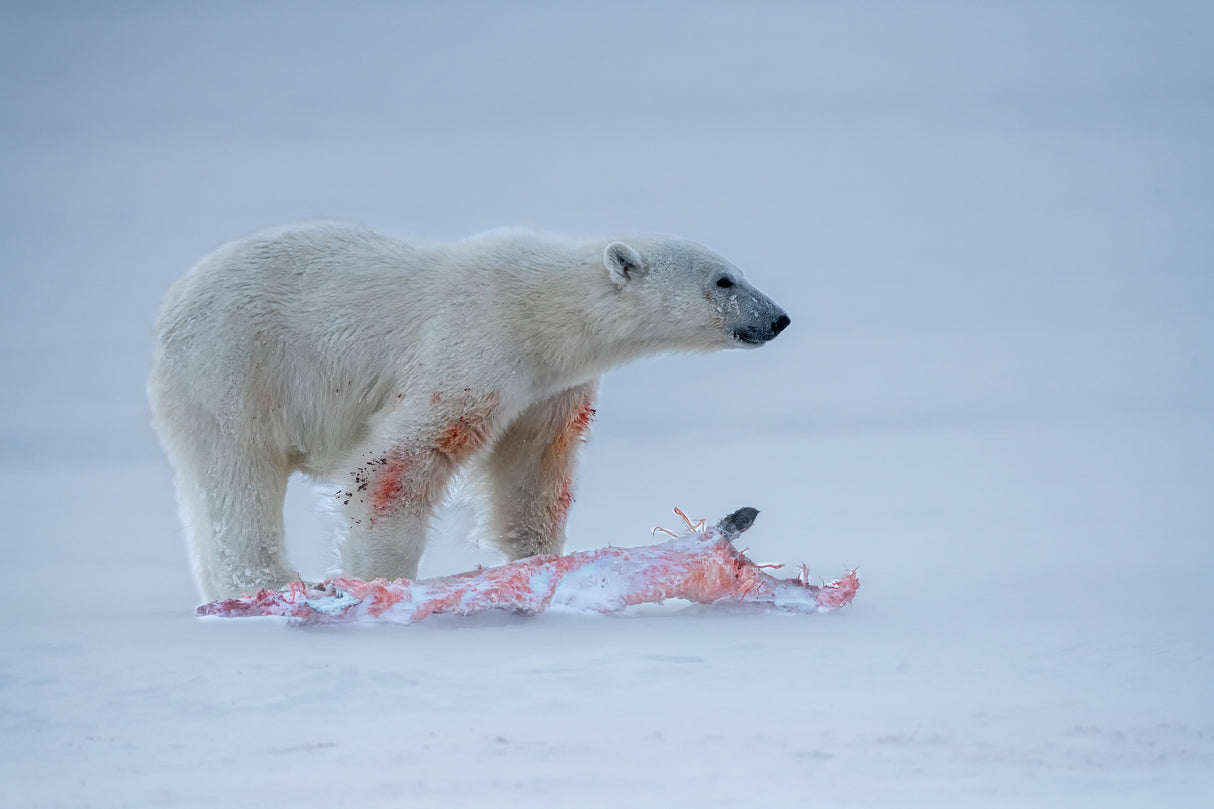 hunting in snow Poster och Canvastavla