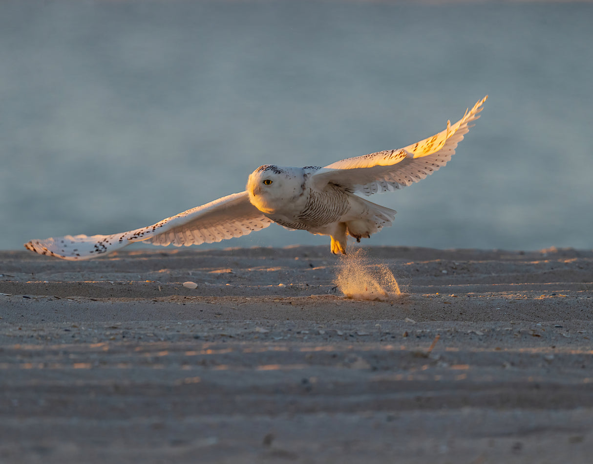 Jump on the Beach in Early Morning Poster och Canvastavla