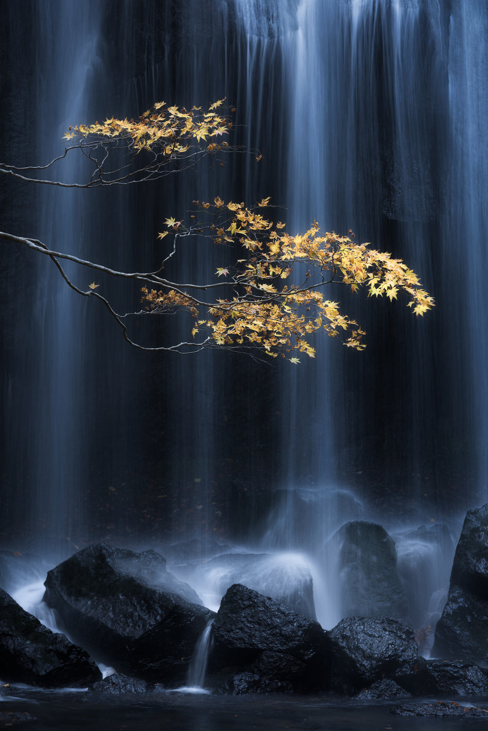 Yellow Autumn Poster och Canvastavla