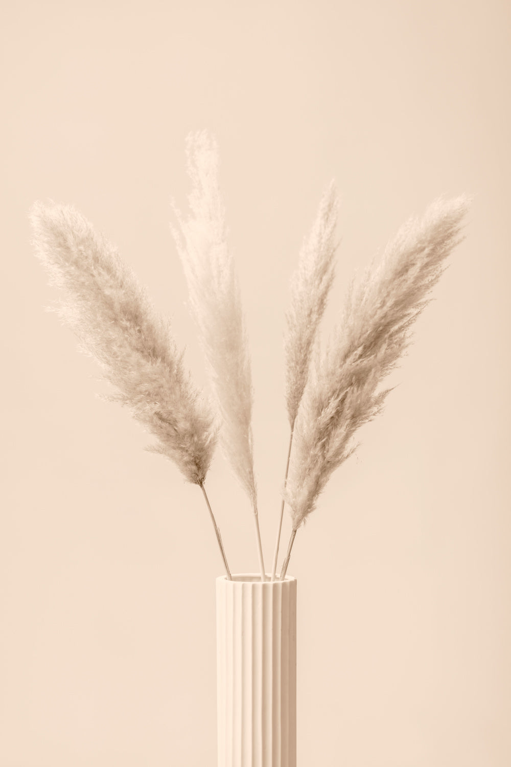 Pampas Grass Beige 09 Poster och Canvastavla