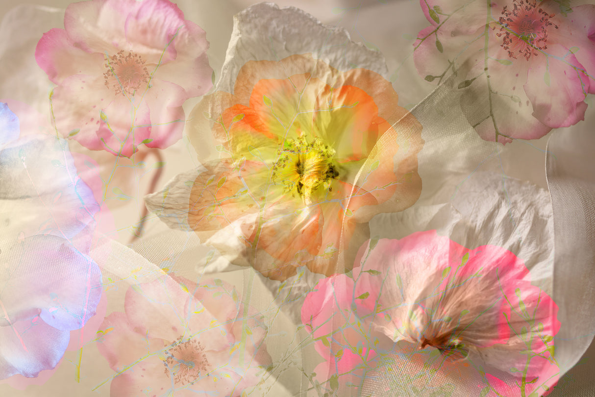 Ethereal roses Poster och Canvastavla