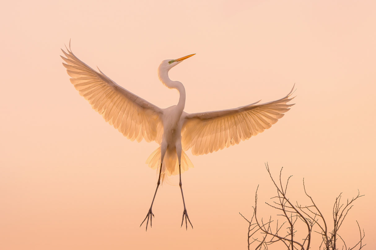 I Got Golden Wings Poster och Canvastavla