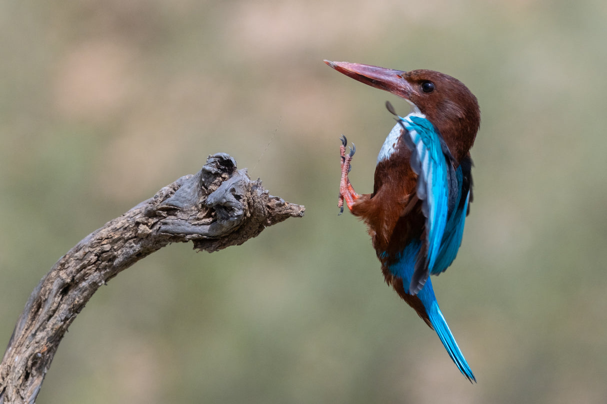 White-throated Poster och Canvastavla