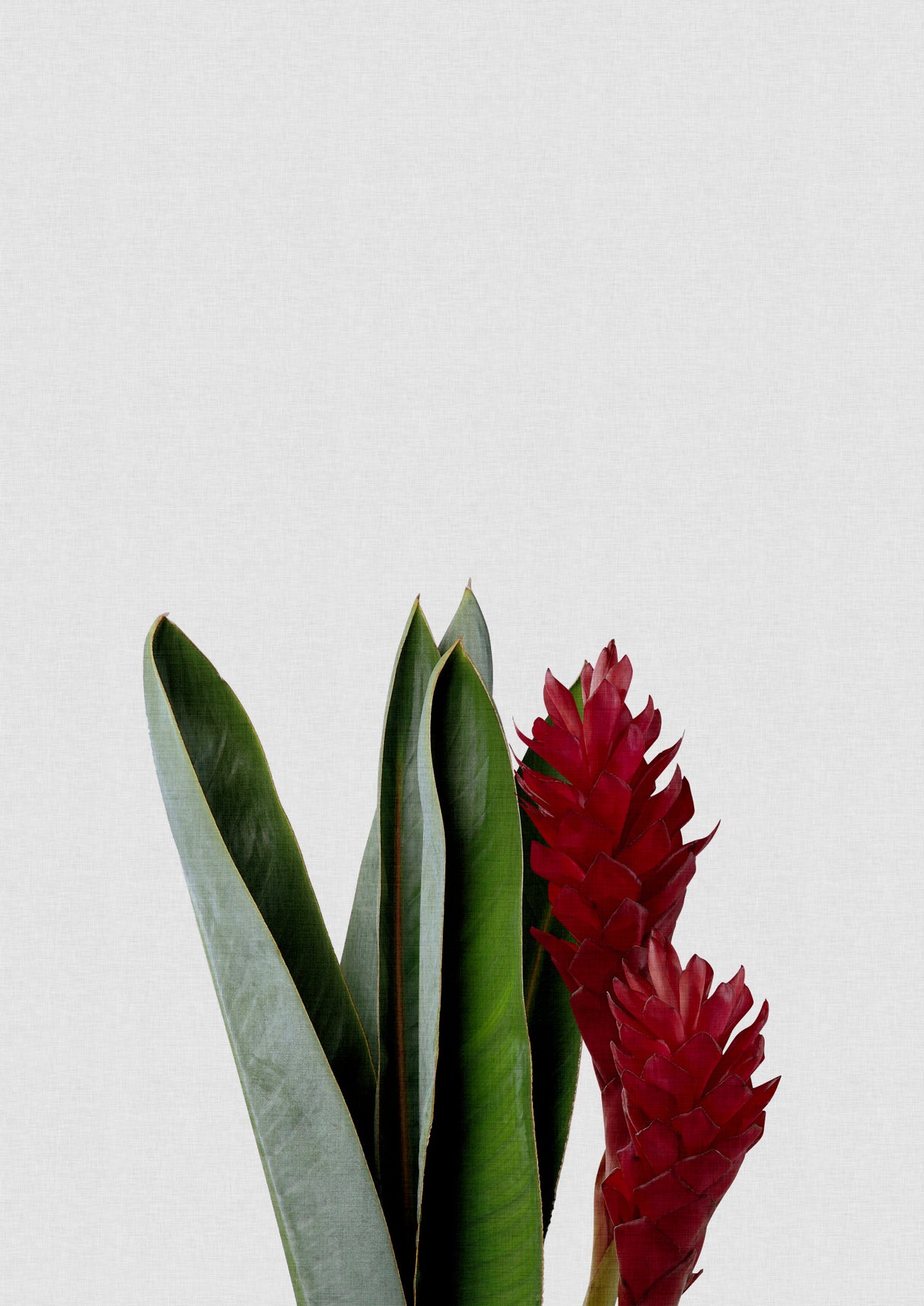 Red Flower Poster och Canvastavla