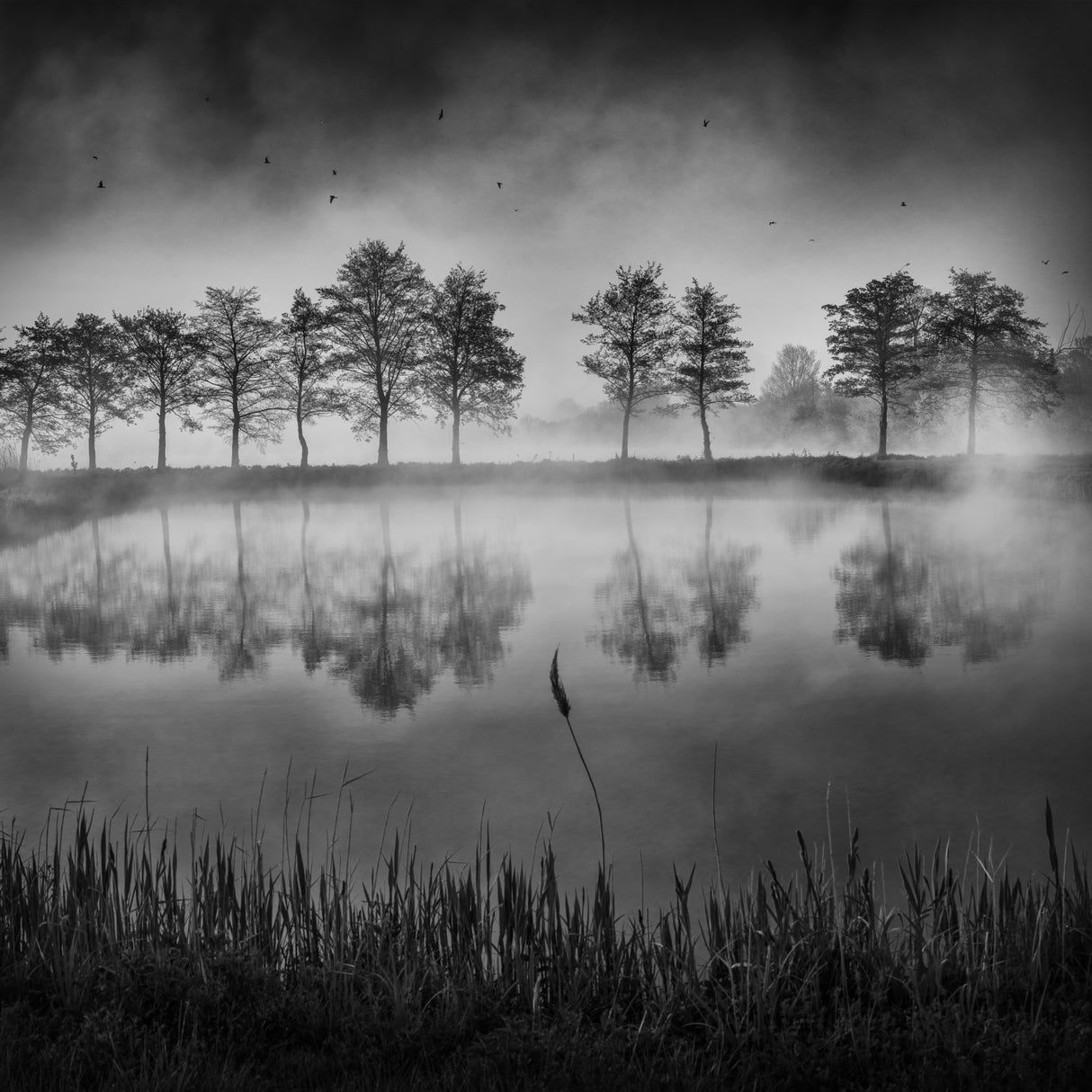 Morning by the pond Poster och Canvastavla