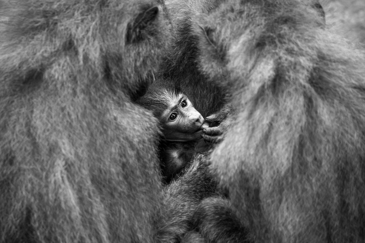 Wellcome baby Poster och Canvastavla