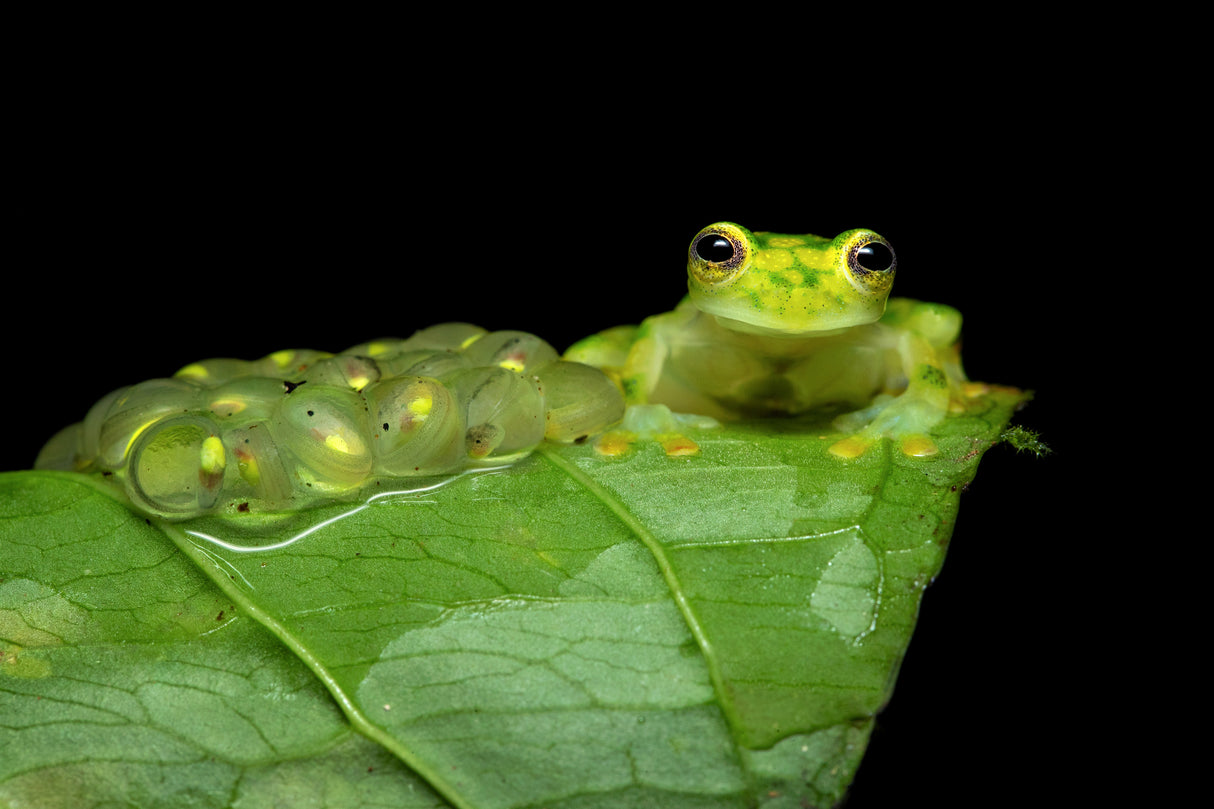 Reticulated glass frog Poster och Canvastavla
