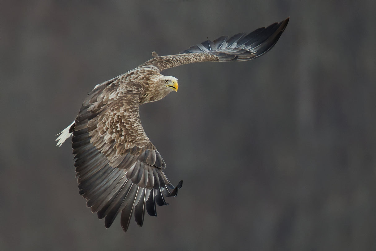 White tailed eagle Poster och Canvastavla