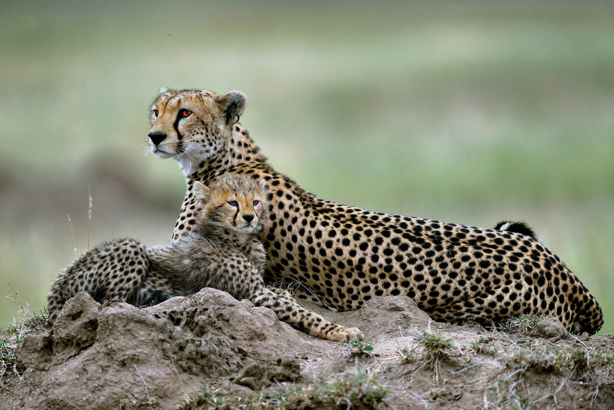 Cheetah Poster och Canvastavla